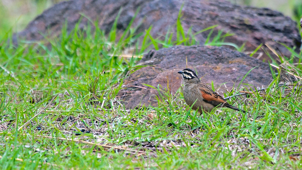 Cape Bunting [Emberiza capensis reidi]