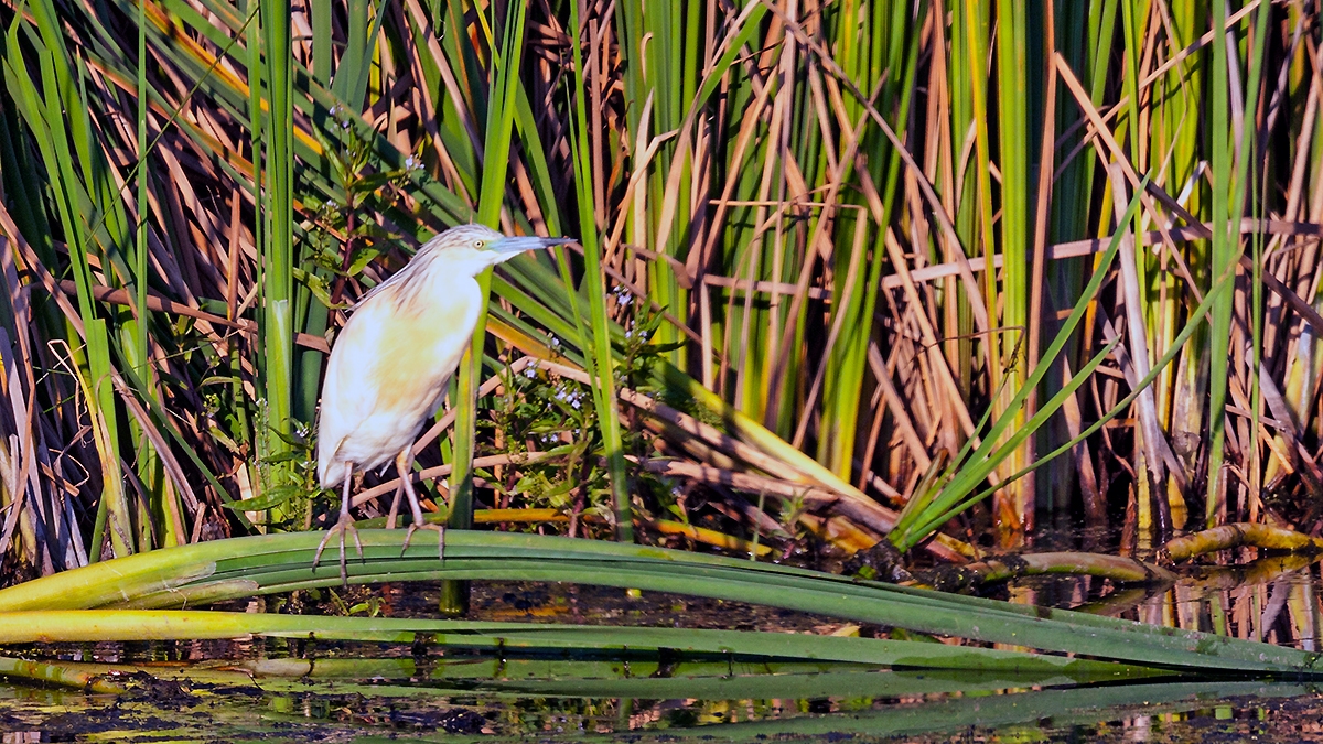 Squacco Heron [Ardeola ralloides]