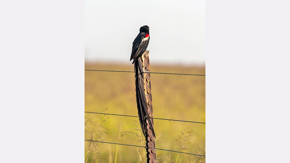 Long-tailed Widowbird [Euplectes progne progne]