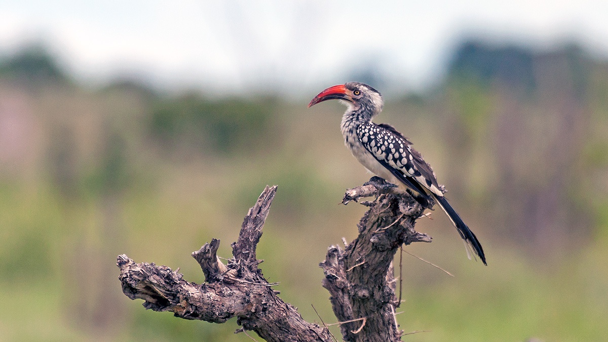 Southern Red-billed Hornbill [Tockus rufirostris]