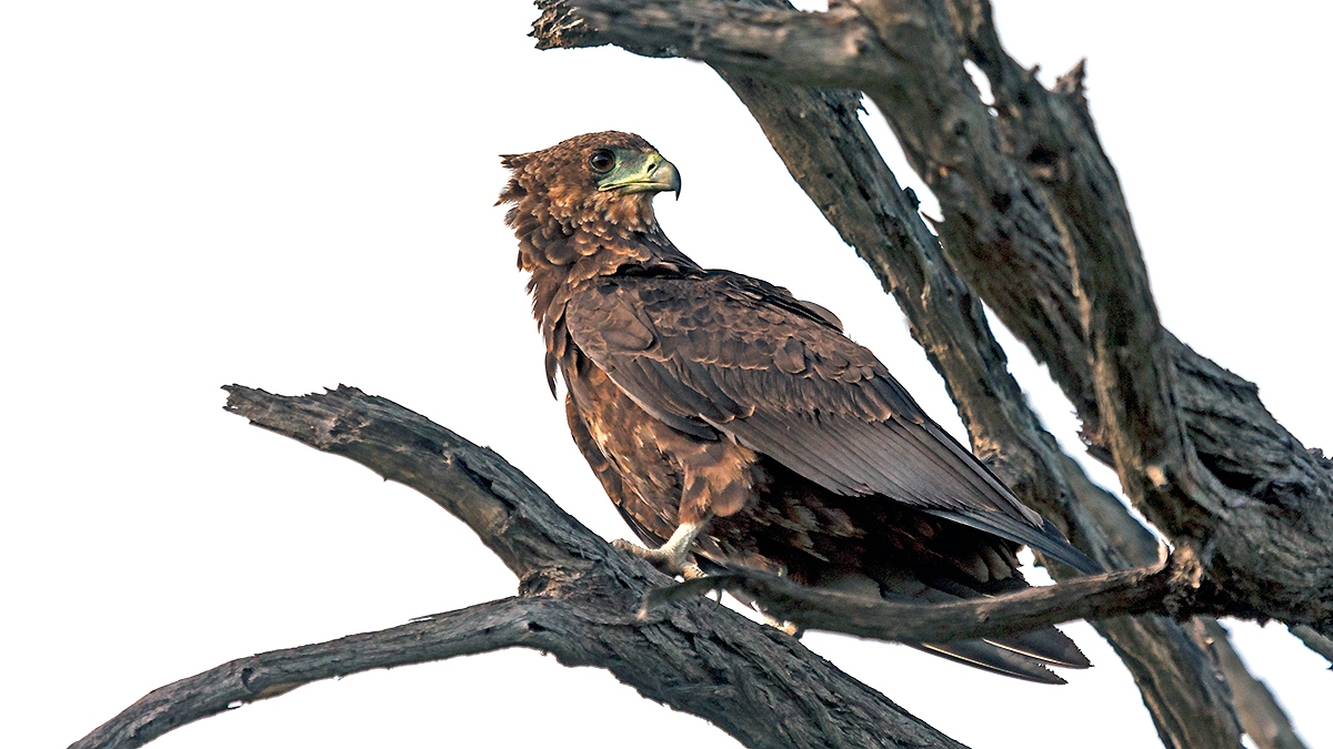 Bateleur [Terathopius ecaudatus]