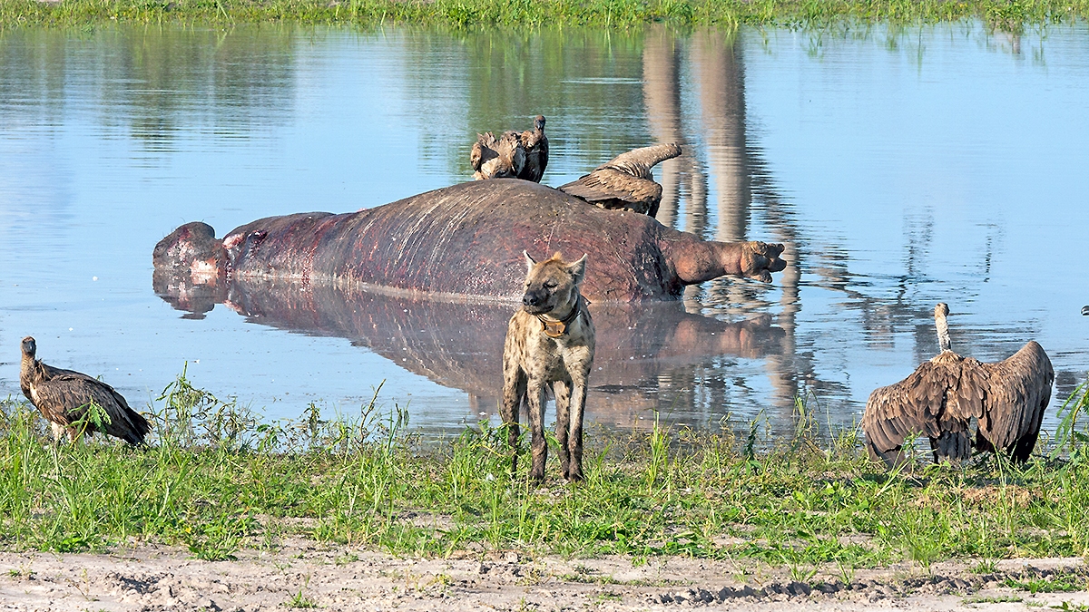 Spotted Hyena [Crocuta crocuta]