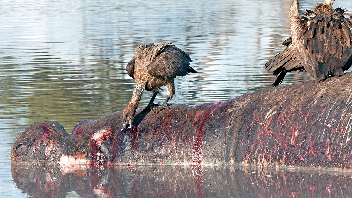 White-backed Vulture [Gyps africanus]