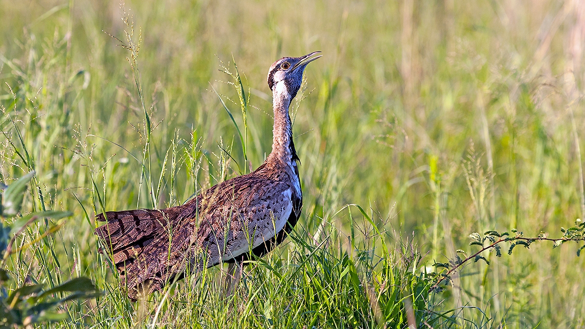 Black-bellied Bustard [Lissotis melanogaster notophila]