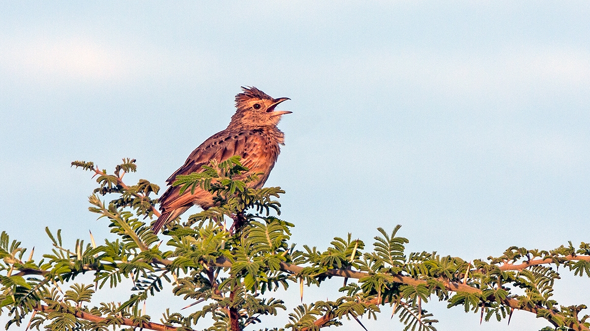 Rufous-naped Lark [Corypha africana grisescens]