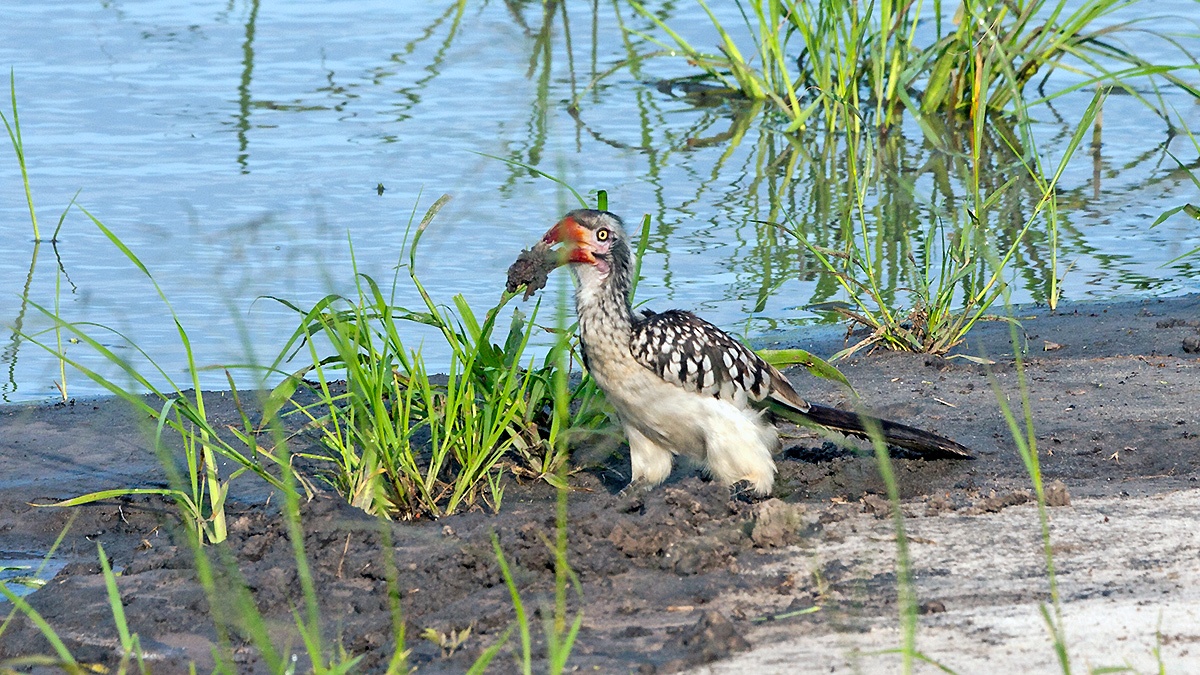 Southern Red-billed Hornbill [Tockus rufirostris]