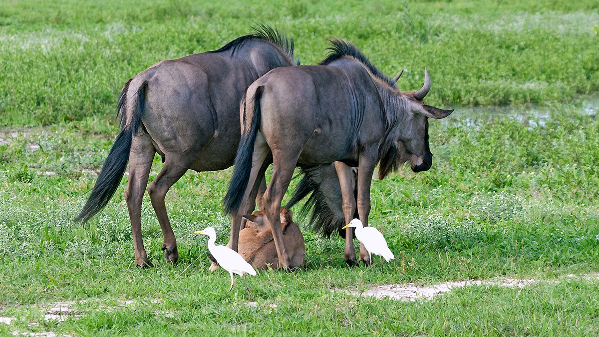 Blue Wildebeest [Connochaetes taurinus taurinus]
