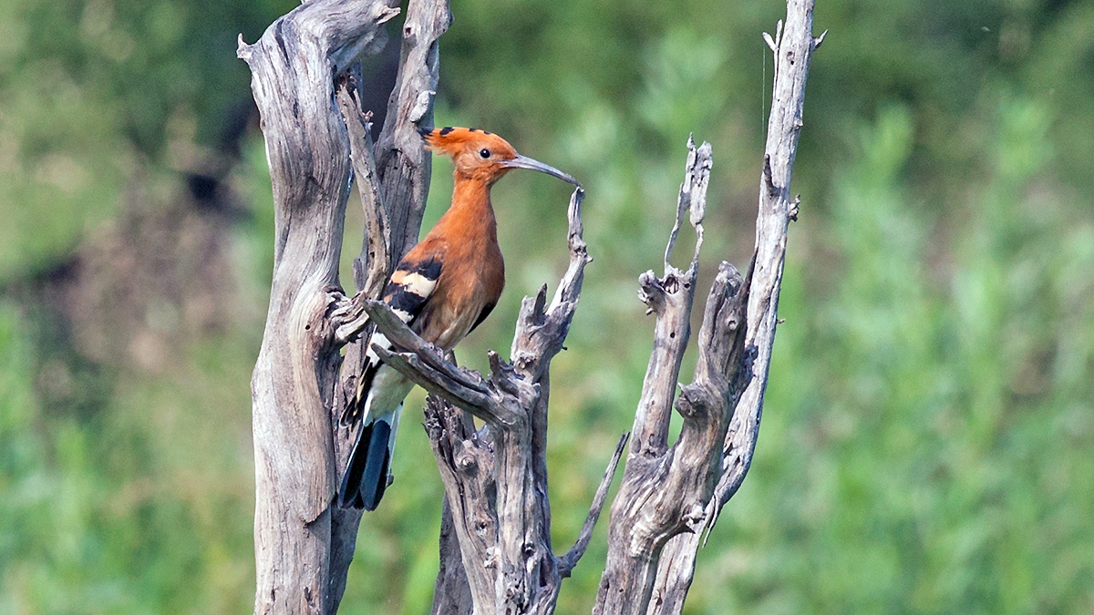 Eurasian Hoopoe [Upupa epops africana]