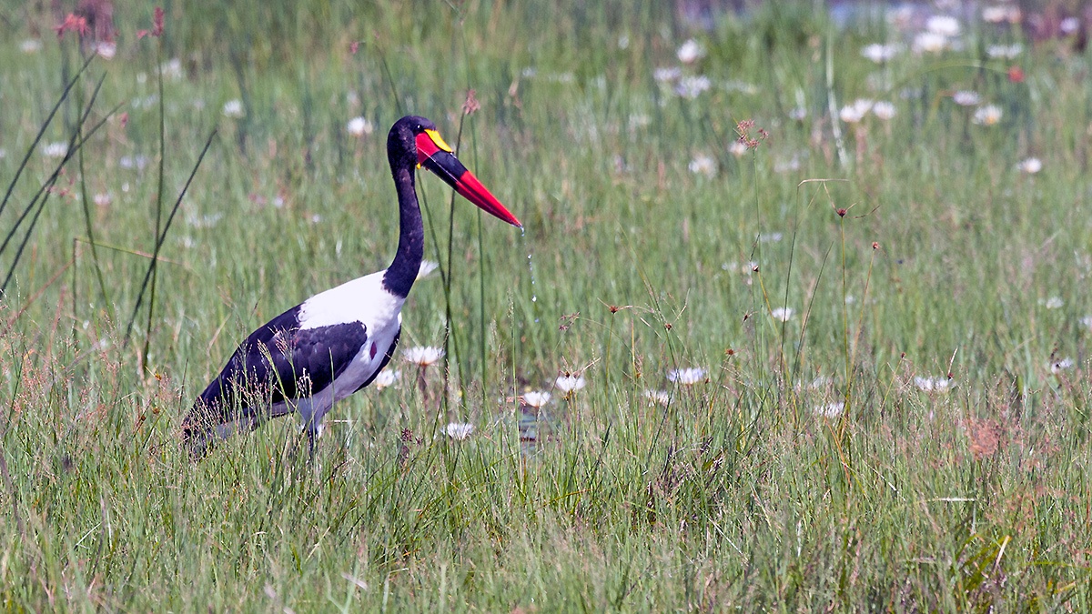 Saddle-billed Stork [Ephippiorhynchus senegalensis]
