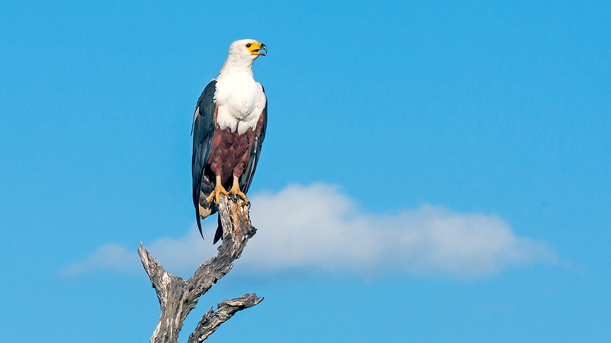 African Fish Eagle [Icthyophaga vocifer]