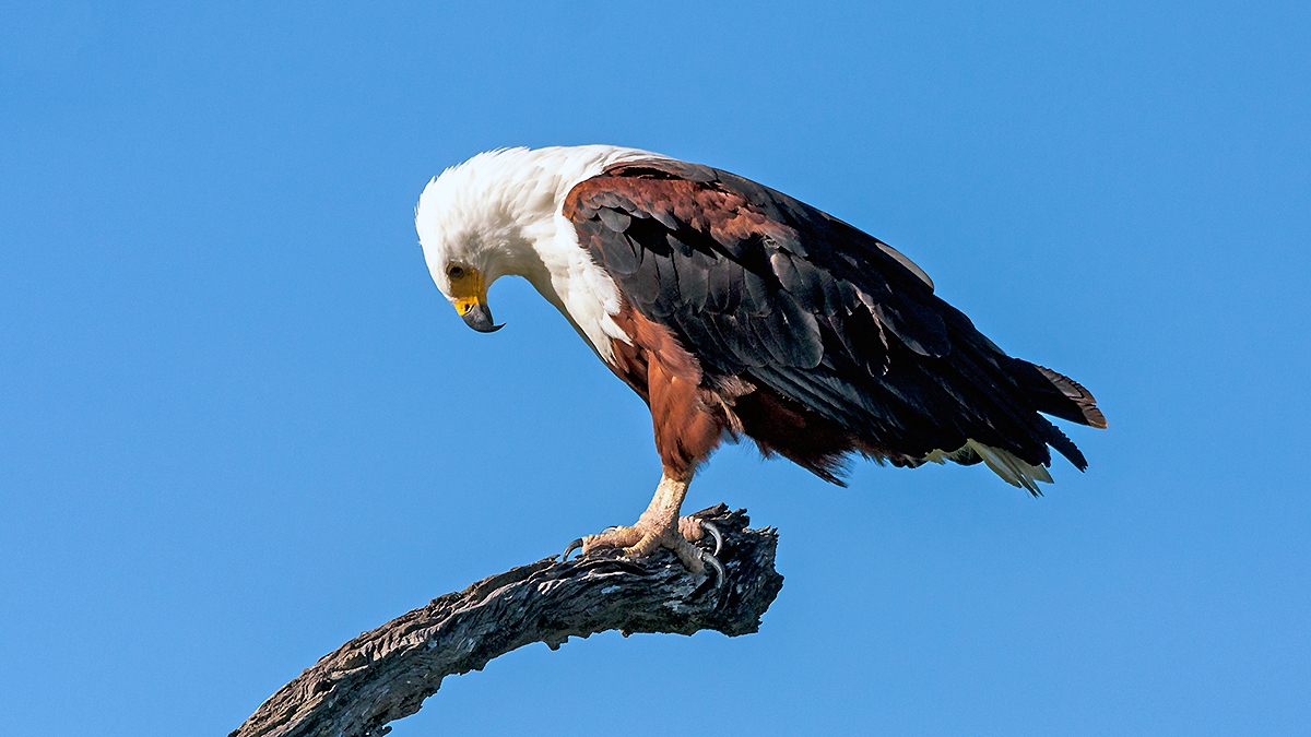 African Fish Eagle [Icthyophaga vocifer]