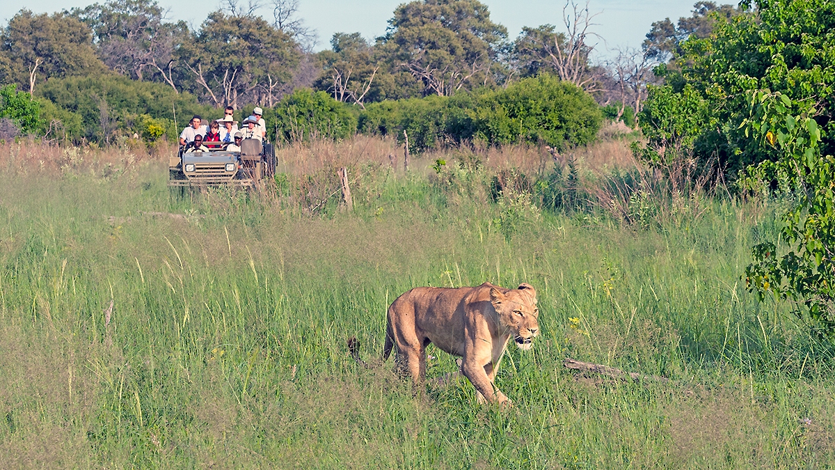 Off-road viewing of lioness at Lebala