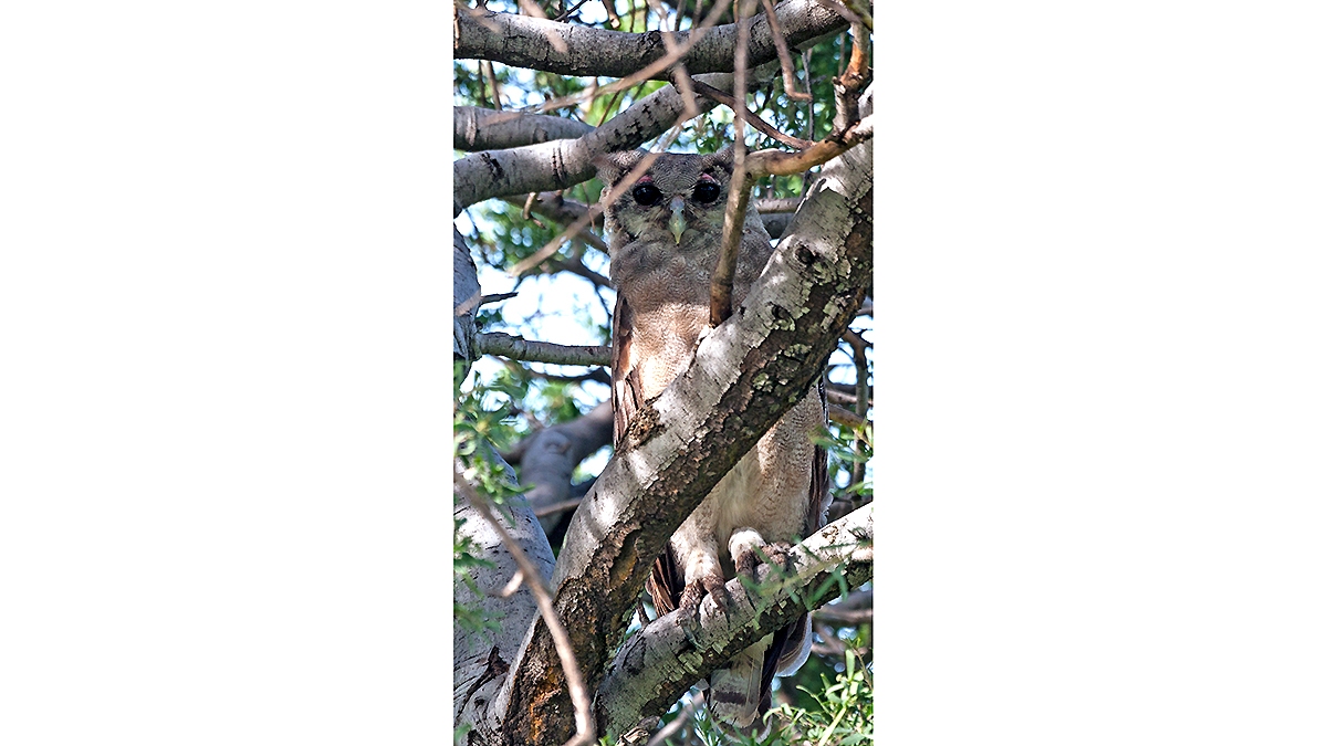 Verreaux's Eagle-Owl [Ketupa lactea]