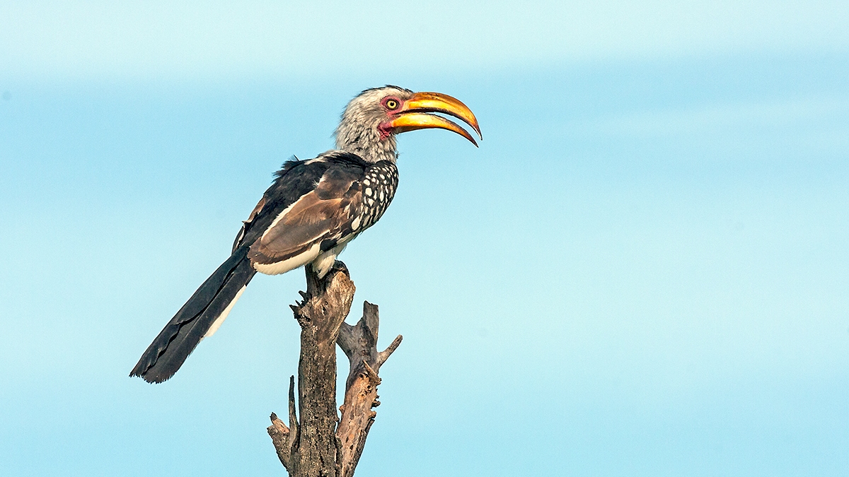 Southern Yellow-billed Hornbill [Tockus leucomelas leucomelas]