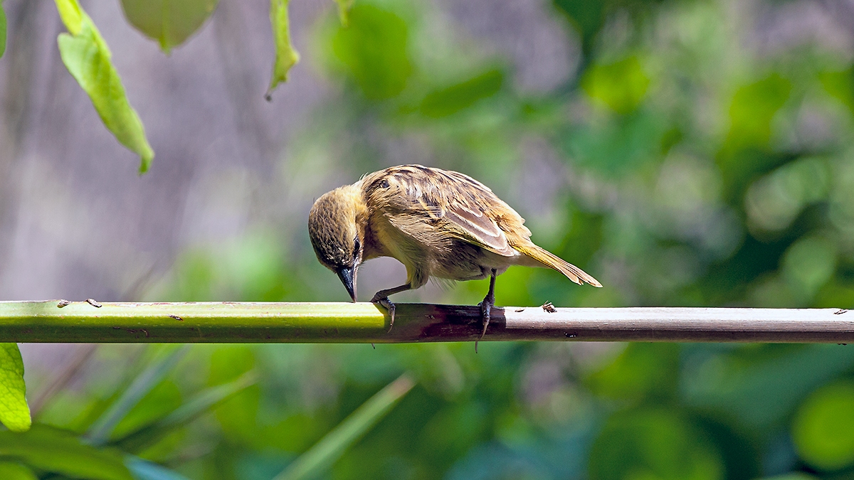 Southern Brown-throated Weaver [Ploceus xanthopterus]