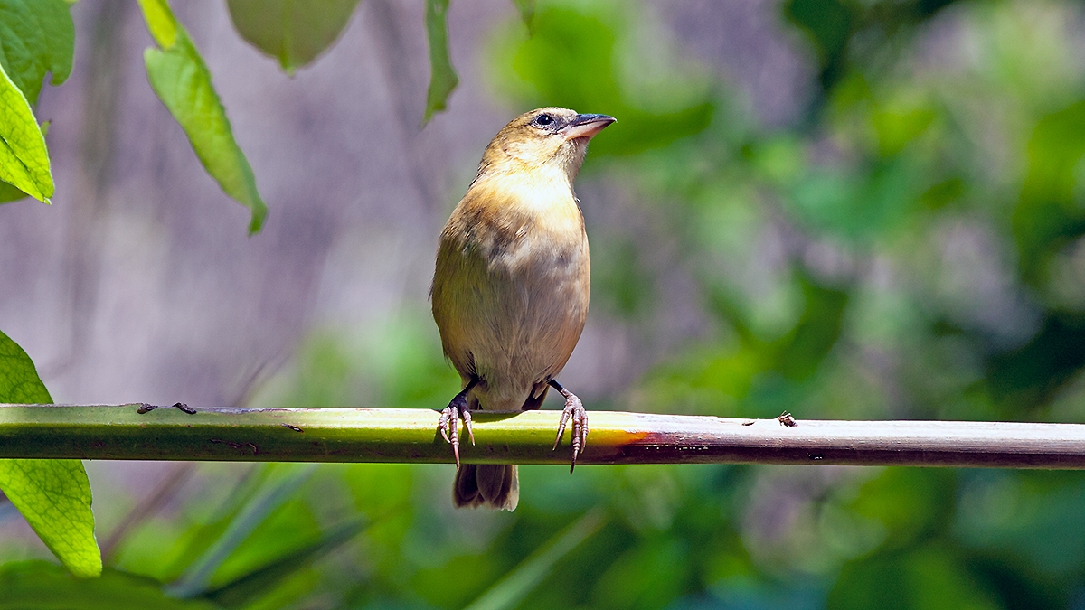 Southern Brown-throated Weaver [Ploceus xanthopterus]