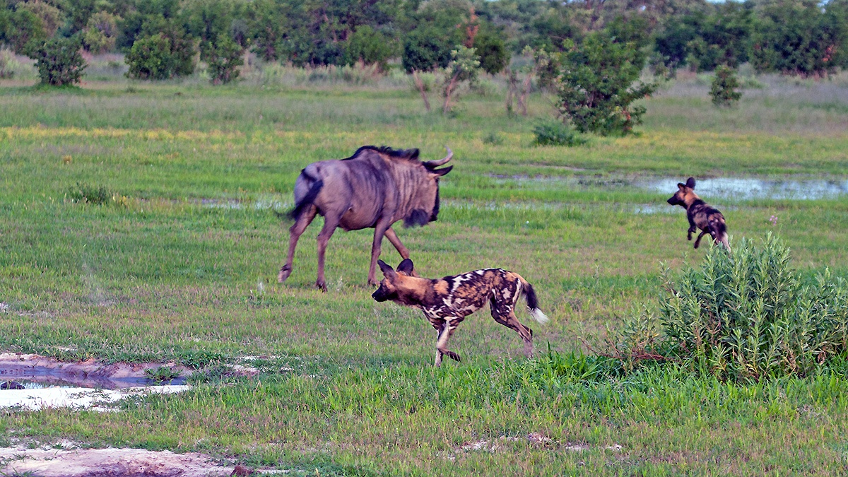 African Wild Dog [Lycaon pictus pictus]