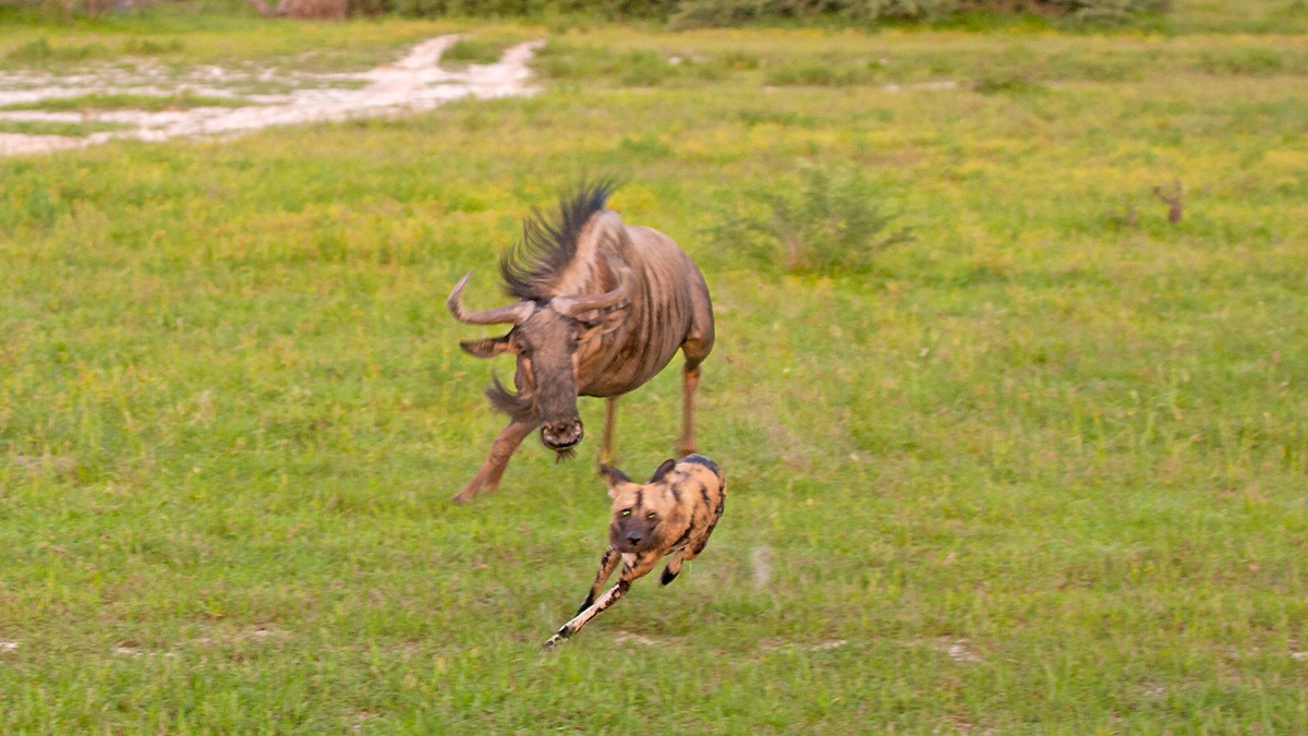 Blue Wildebeest chasing Wild Dog