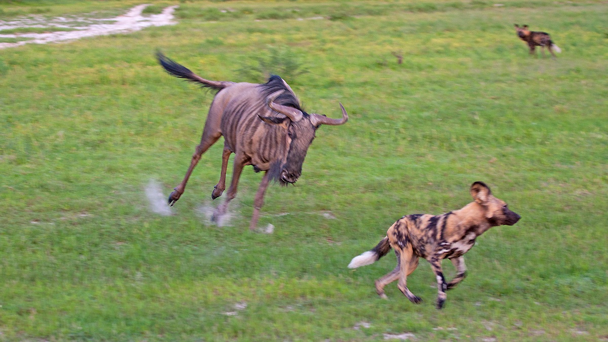 Wildebeest chasing Wild Dog