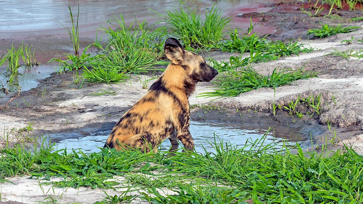 African Wild Dog [Lycaon pictus pictus]