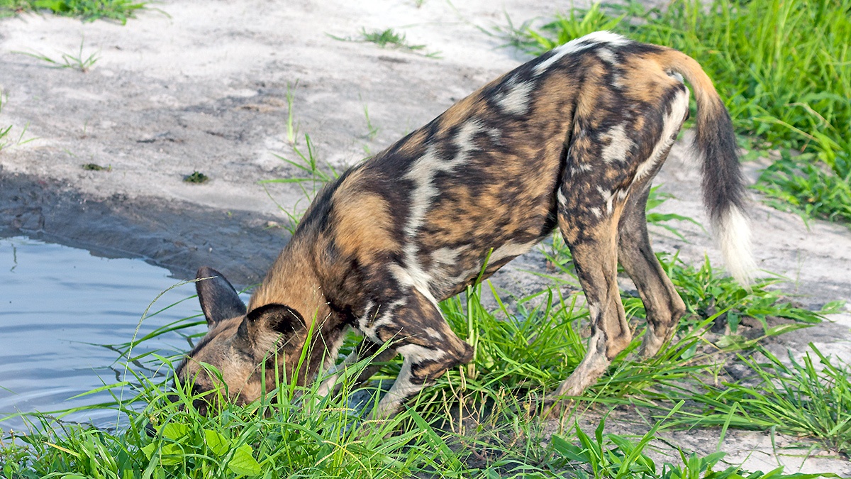 African Wild Dog [Lycaon pictus pictus]