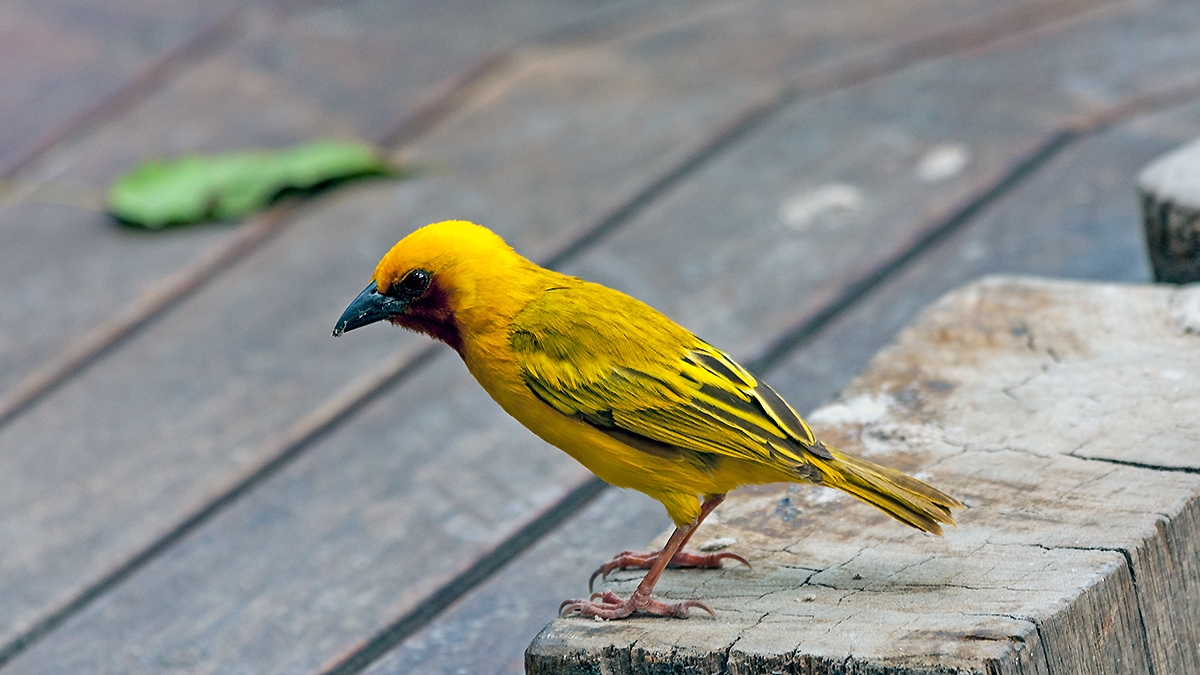 Southern Brown-throated Weaver [Ploceus xanthopterus]