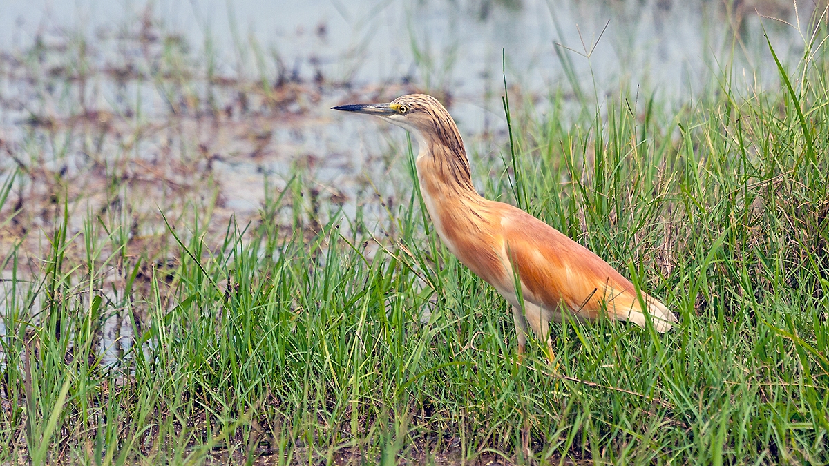 Squacco Heron [Ardeola ralloides]