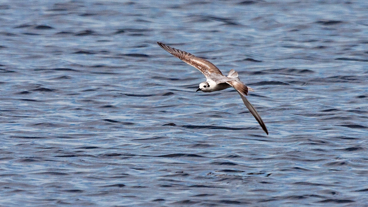 White-winged Tern [Chlidonias leucopterus]