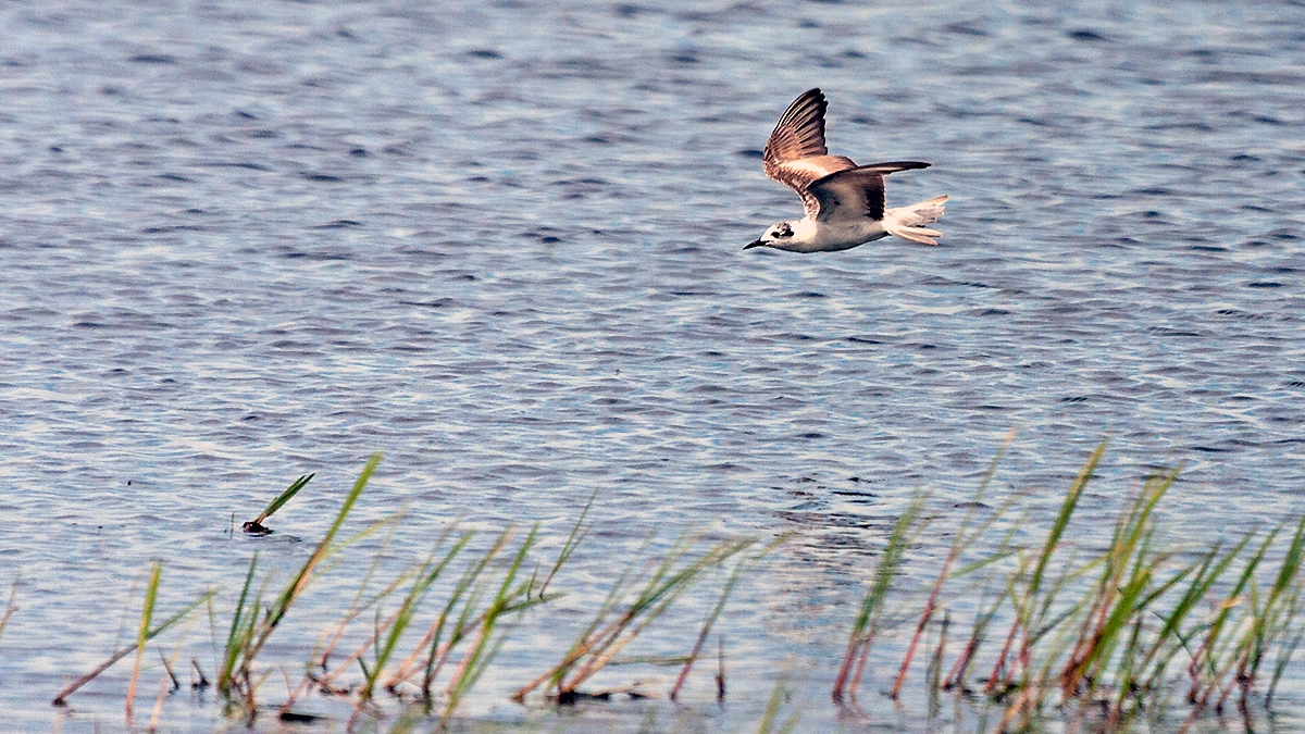 White-winged Tern [Chlidonias leucopterus]