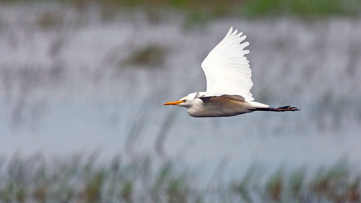 Western Cattle Egret [Ardea ibis]
