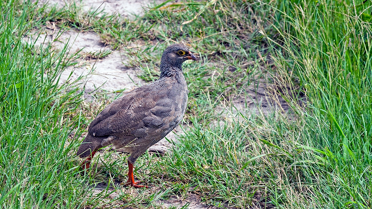 Red-billed Spurfowl [Pternistis adspersus adspersus]