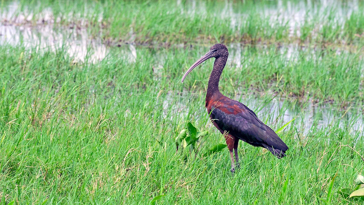 Glossy Ibis [Plegadis falcinellus]
