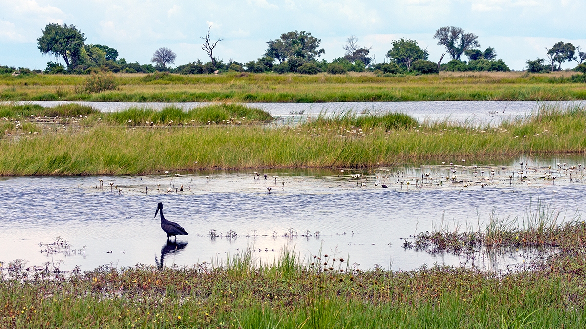 Wetlands near Lebala Lodge