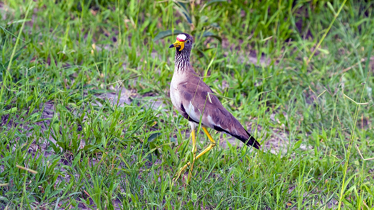 African Wattled Lapwing [Vanellus senegallus lateralis]