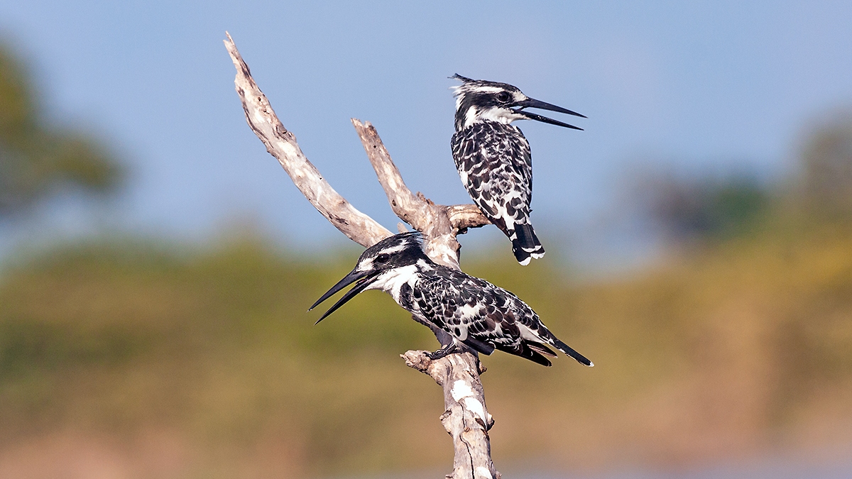 Pied Kingfisher [Ceryle rudis rudis]