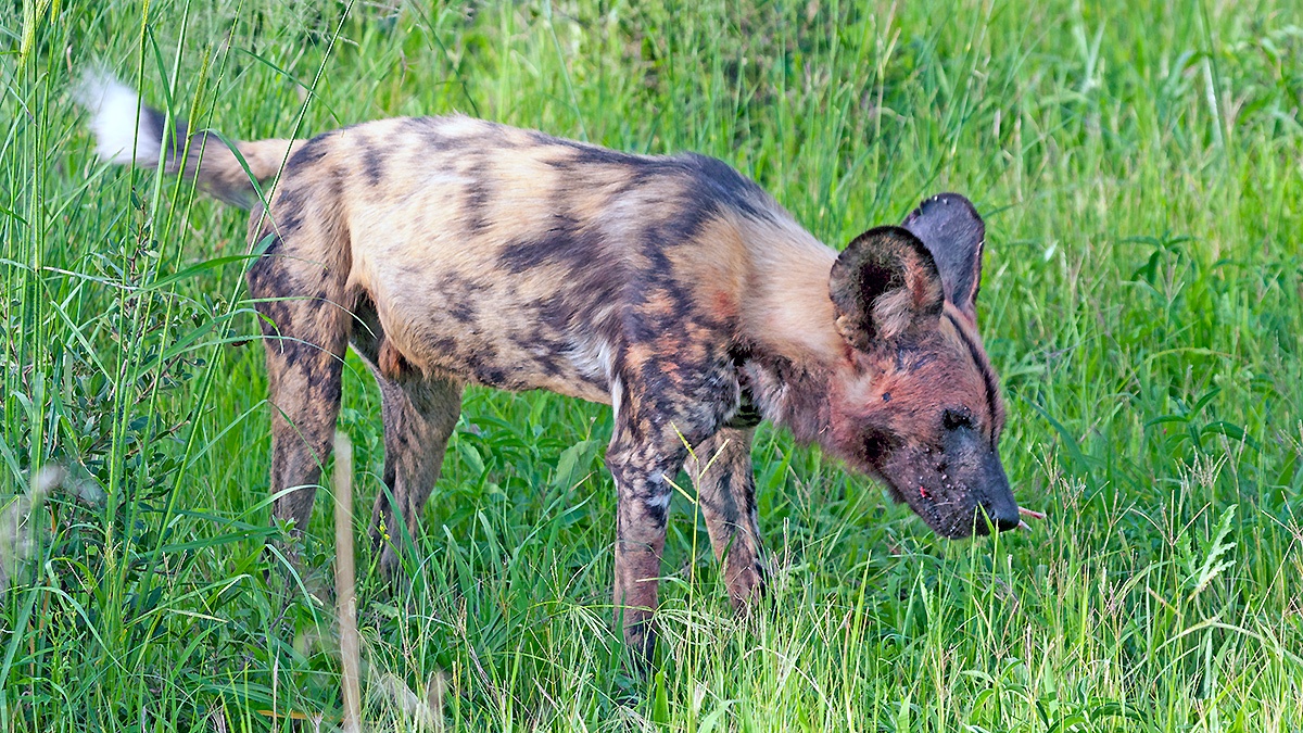 African Wild Dog [Lycaon pictus pictus]