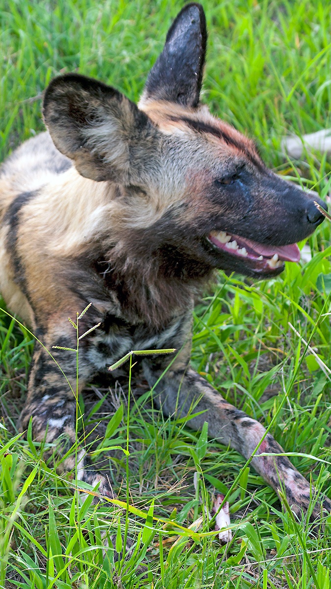 African Wild Dog [Lycaon pictus pictus]
