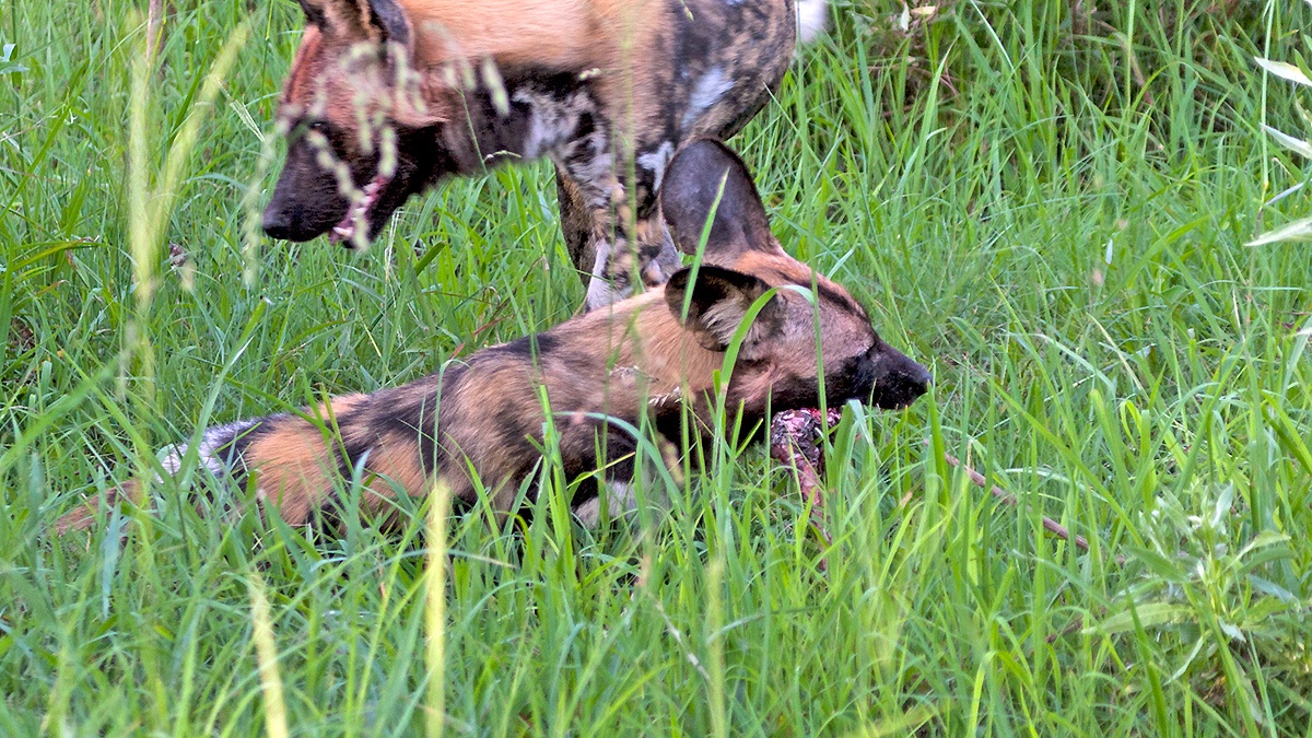 African Wild Dog [Lycaon pictus pictus]