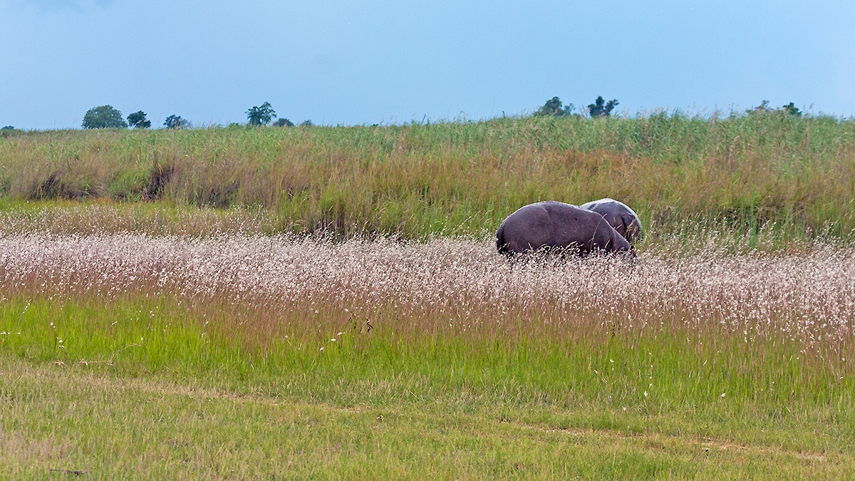 Hippo grazing at Lebala
