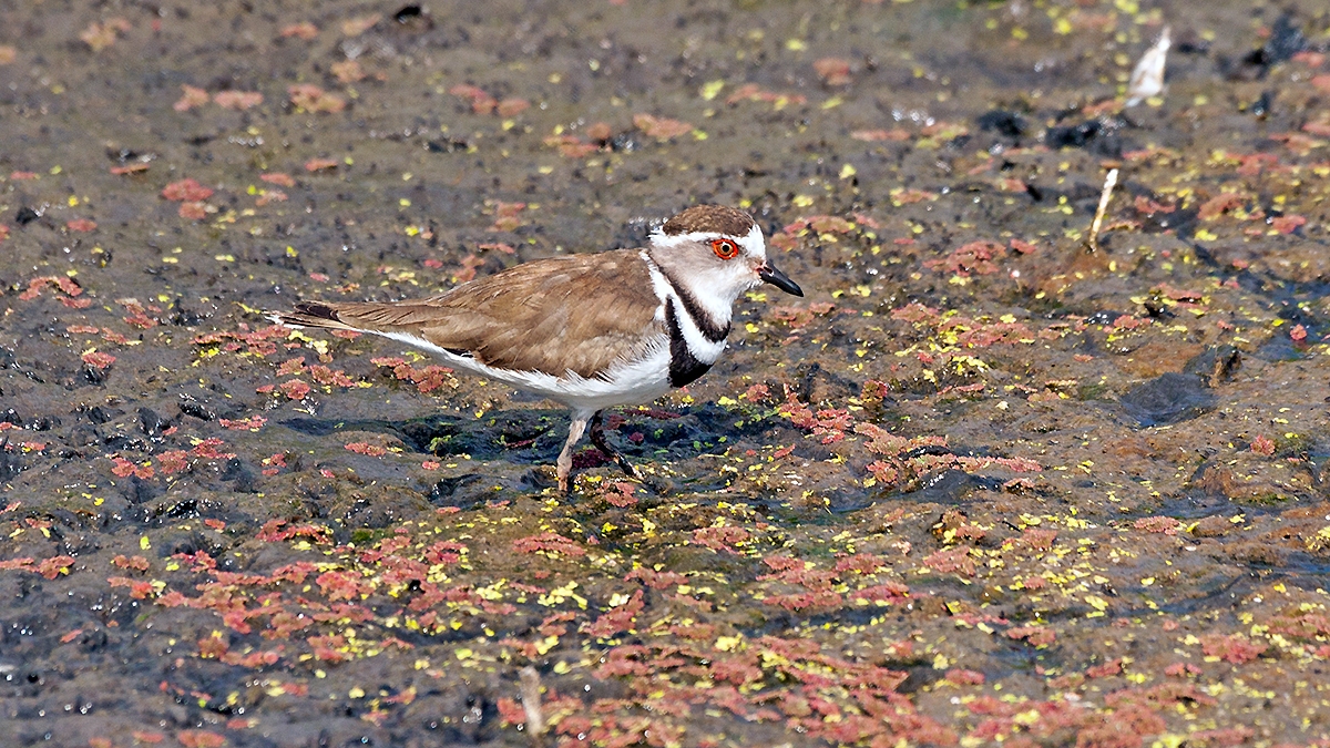 Three-banded Plover [Charadrius tricollaris tricollaris]