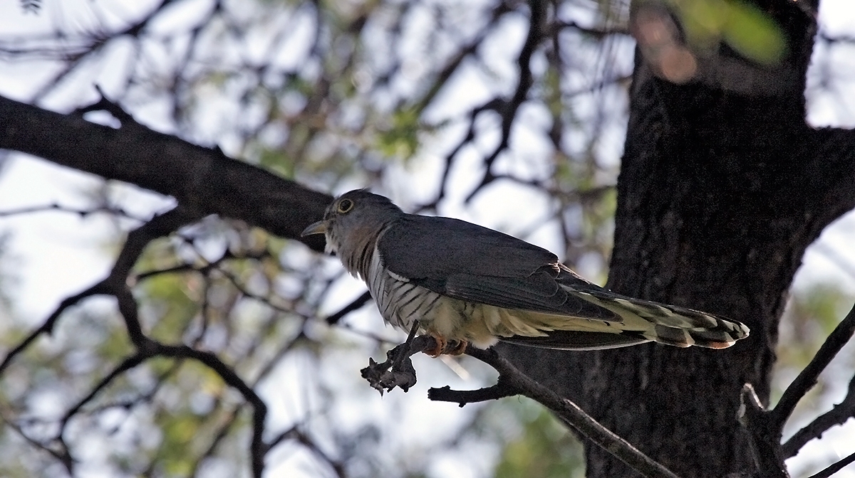 Red-chested Cuckoo [Cuculus solitarius]