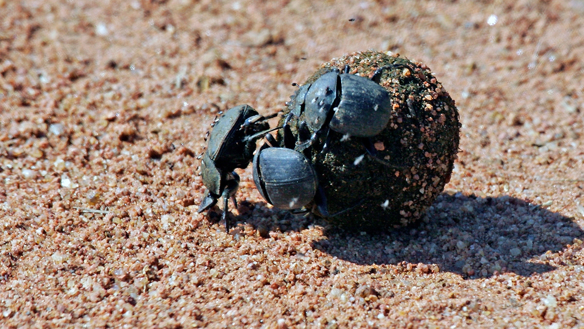 dung beetle [Scarabaeus ambiguus ?]