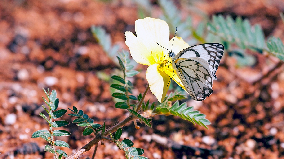 Brown-veined White [Belenois aurota aurota]