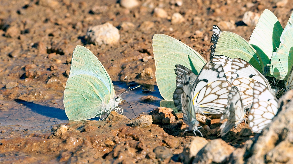 African Migrant [Catopsilia florella]