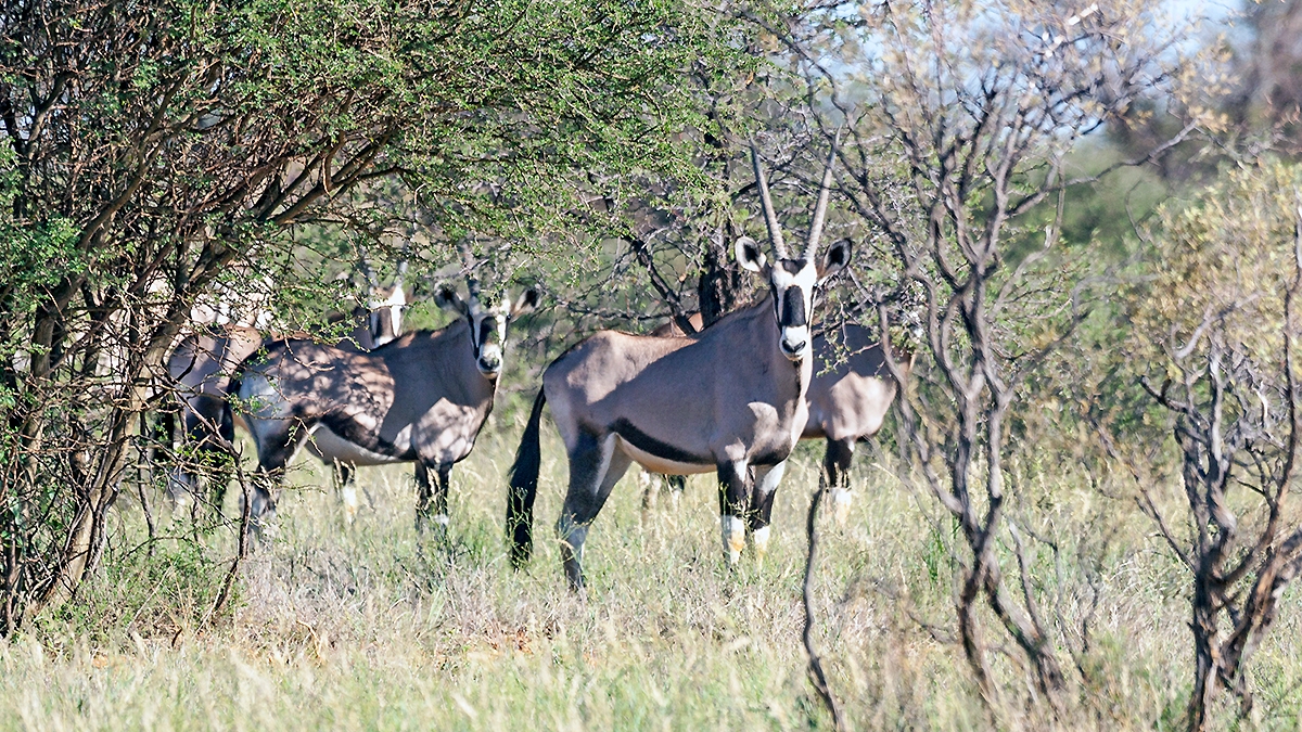 Gemsbok [Oryx gazella]