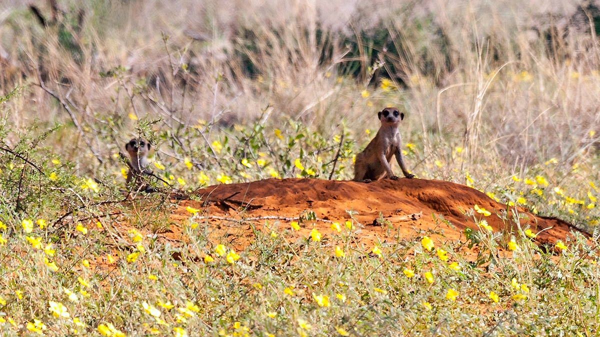 Meerkat [Suricata suricatta]