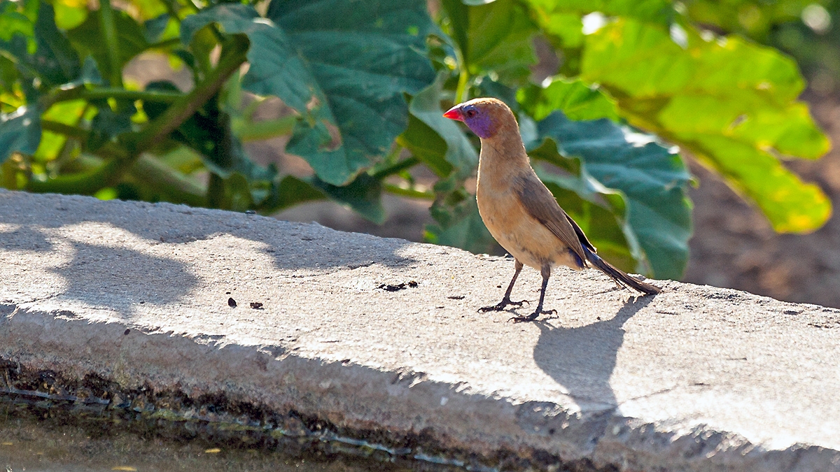 Violet-eared Waxbill [Granatina granatina]