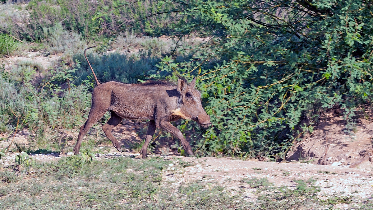 Common Warthog [Phacochoerus africanus sundlii]