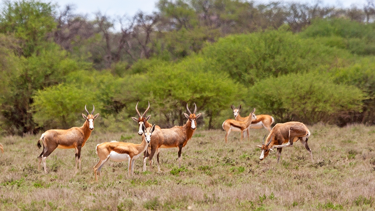 Bontebok [Damaliscus pygargus phillipsi]