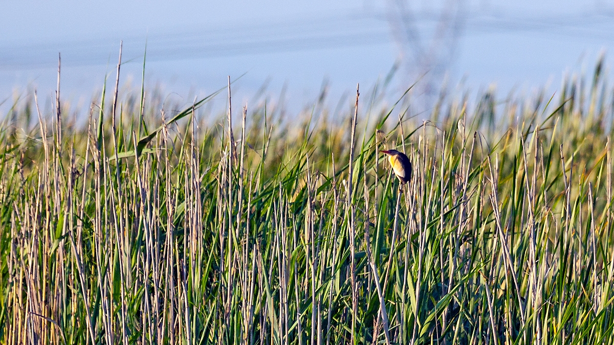 Little Bittern [Botaurus minutus payesii]